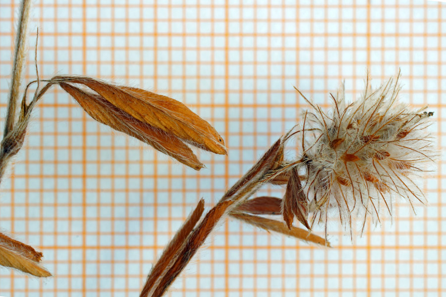 Trifolium arvense